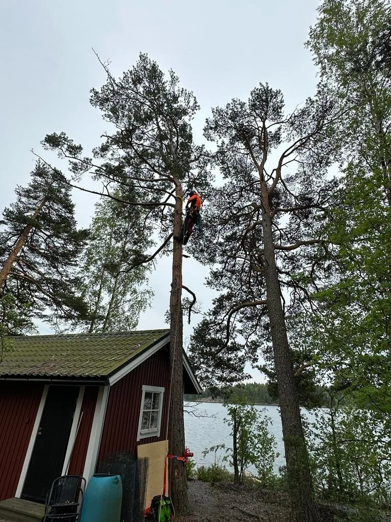 Arboristi turvavarusteissa