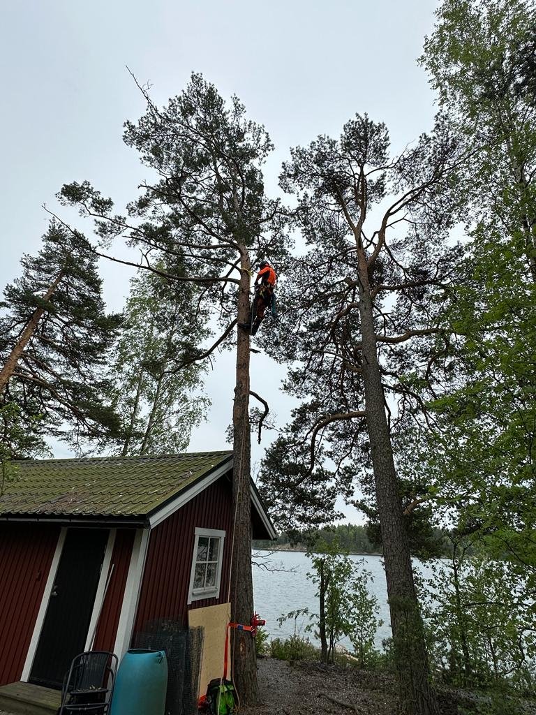 Ammattitaitoinen arboristi turvavarusteissa