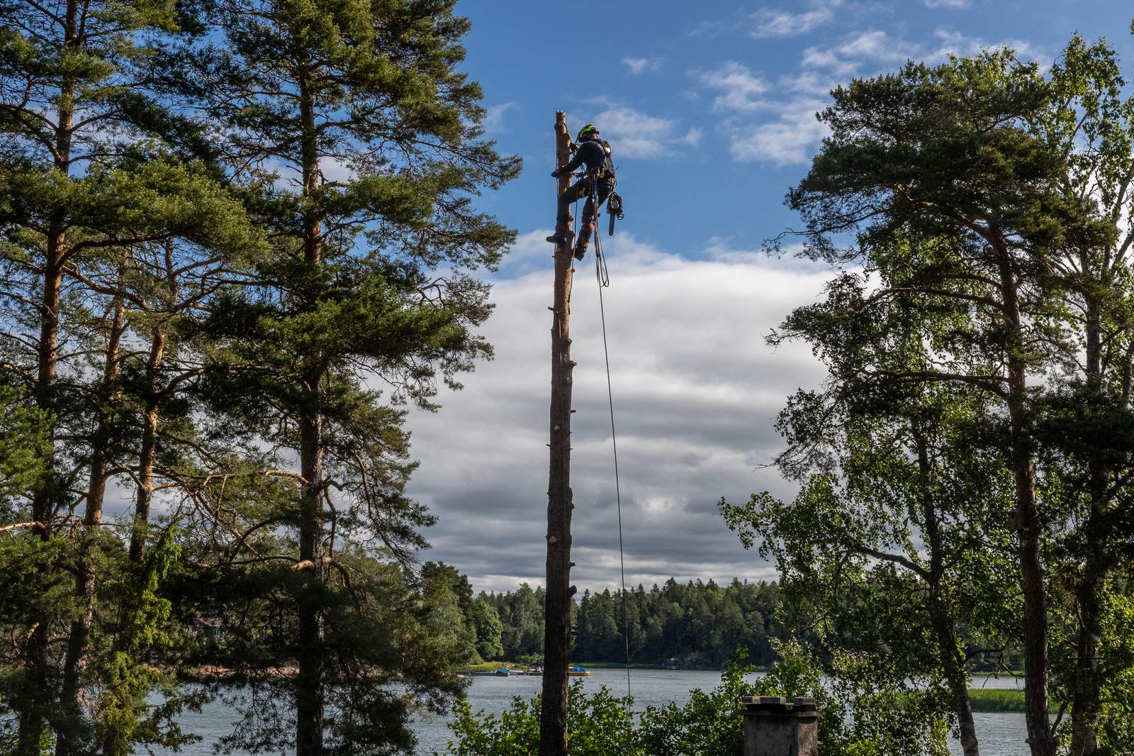 Hallittu puunkaato – Saaristoarboristit