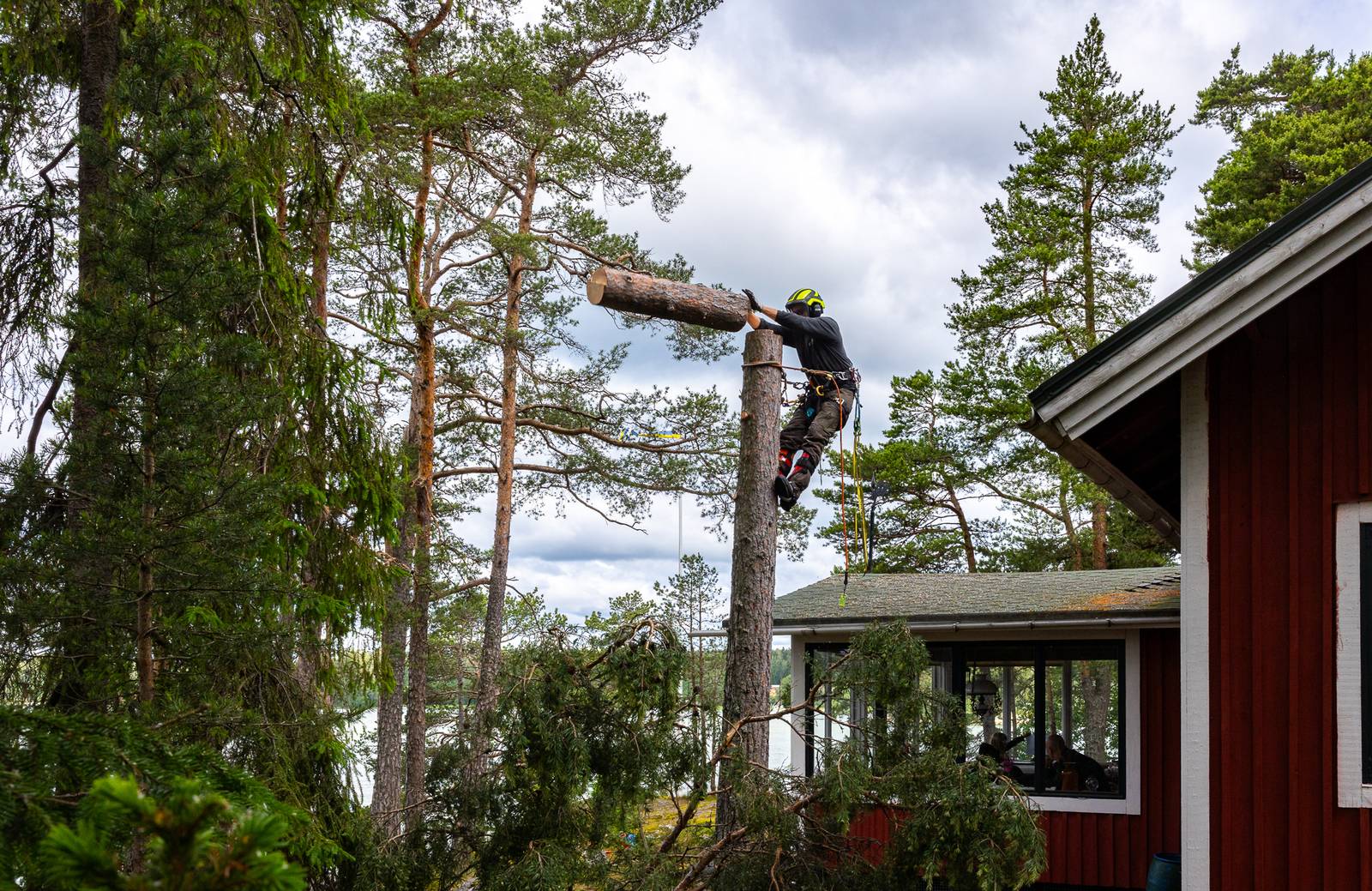 Moottorisaha puunkaadossa