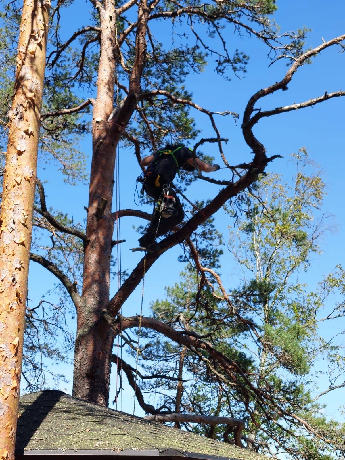 Puiden hoitoleikkaukset